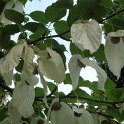 Davidia involucrata fleur